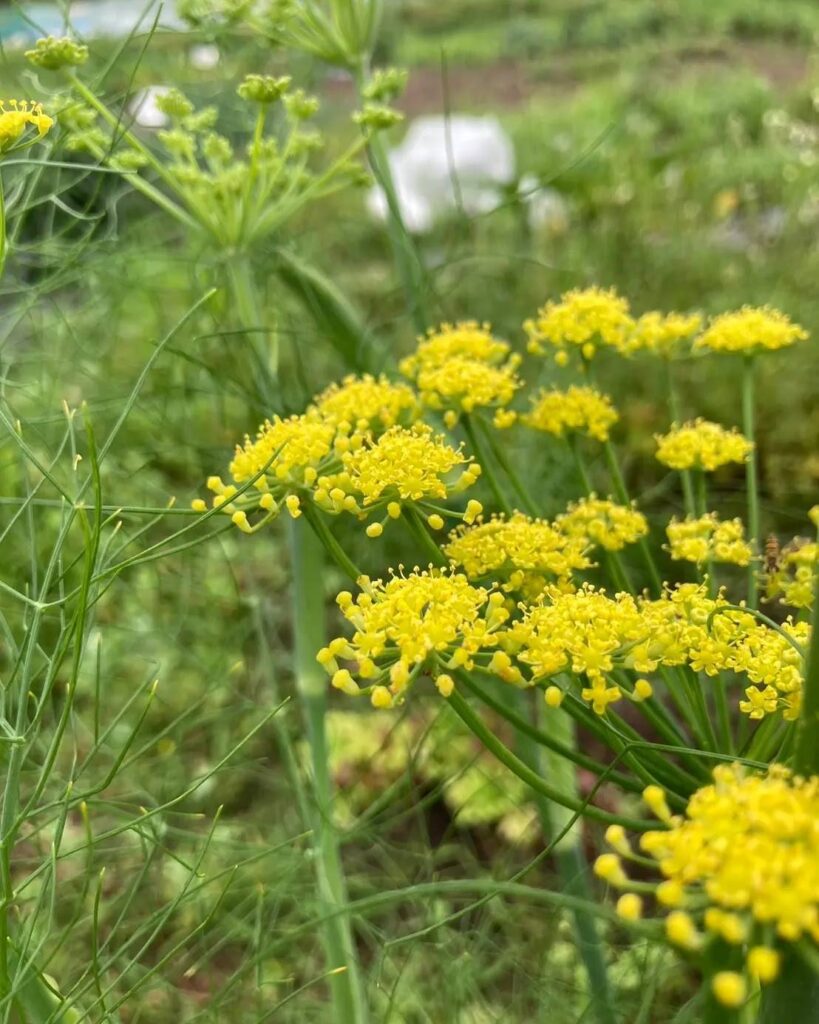 フェンネルのお花。レンタル畑をしていた時に撮影。
